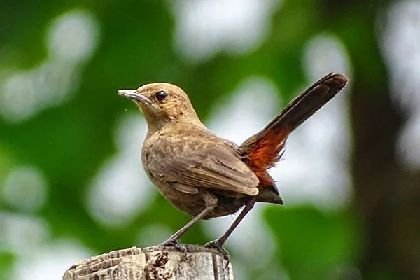 Indian Robin