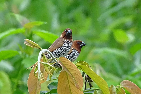 Scally Brested Munia