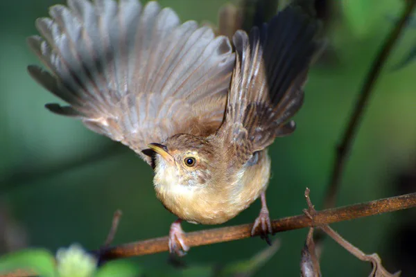 Plain Prinia