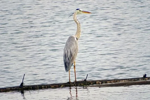 Grey Heron
