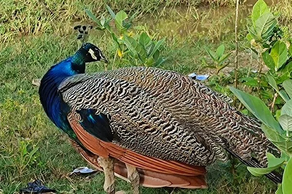 Peacock of Ajodhya