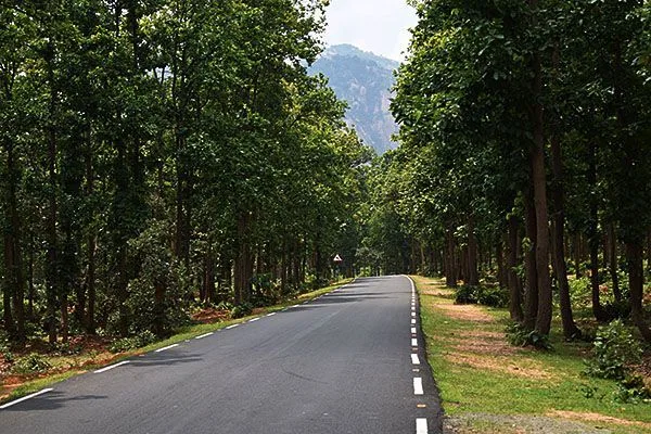 Matha Forest