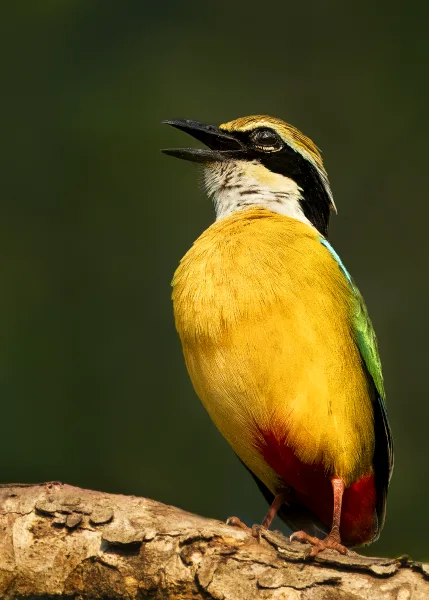 The Indian Pitta