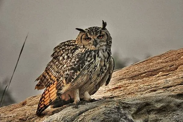 Rock Eagle-Owl
